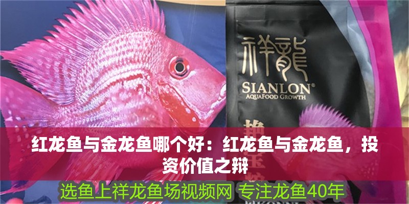 紅龍魚與金龍魚哪個好：紅龍魚與金龍魚，投資價值之辯