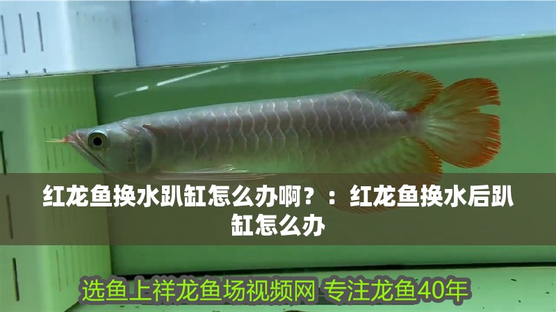 紅龍魚(yú)換水趴缸怎么辦啊？：紅龍魚(yú)換水后趴缸怎么辦
