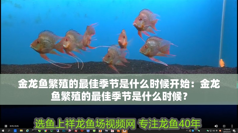 金龍魚繁殖的最佳季節(jié)是什么時(shí)候開始：金龍魚繁殖的最佳季節(jié)是什么時(shí)候？