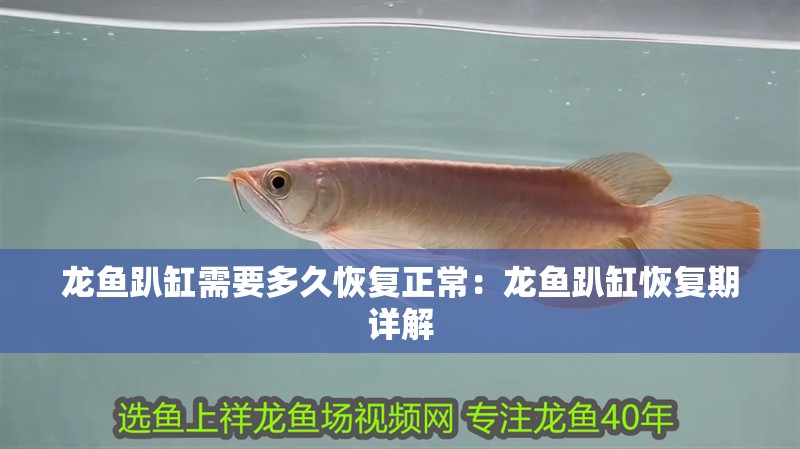 龍魚趴缸需要多久恢復正常：龍魚趴缸恢復期詳解