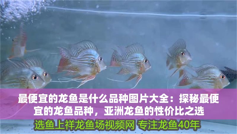 最便宜的龍魚是什么品種圖片大全：探秘最便宜的龍魚品種，亞洲龍魚的性價比之選