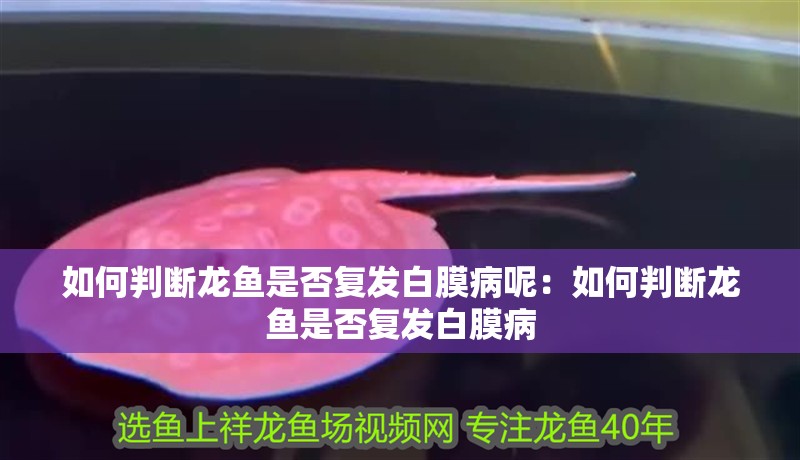 如何判斷龍魚是否復發白膜病呢：如何判斷龍魚是否復發白膜病