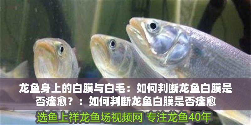 龍魚身上的白膜與白毛：如何判斷龍魚白膜是否痊愈？：如何判斷龍魚白膜是否痊愈