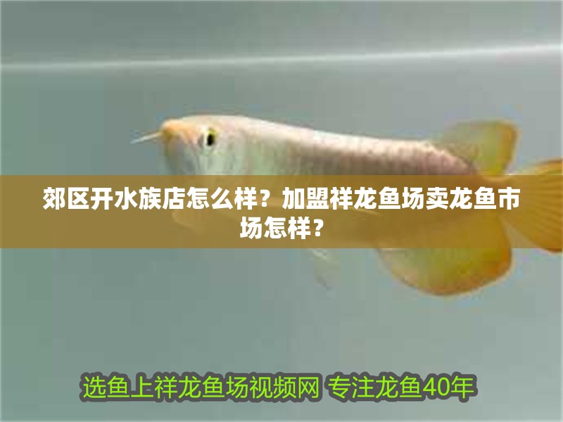 郊區開水族店怎么樣？加盟祥龍魚場賣龍魚市場怎樣？