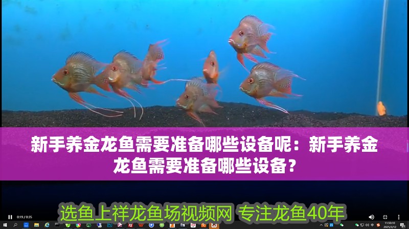 新手養金龍魚需要準備哪些設備呢：新手養金龍魚需要準備哪些設備？