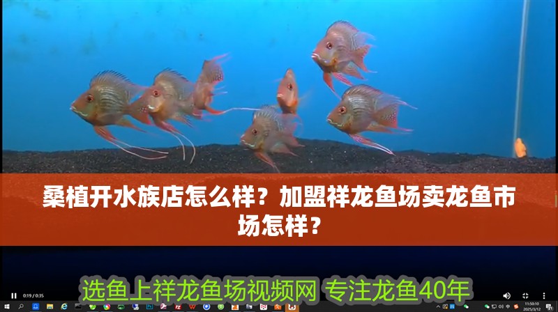 桑植開(kāi)水族店怎么樣？加盟祥龍魚(yú)場(chǎng)賣龍魚(yú)市場(chǎng)怎樣？