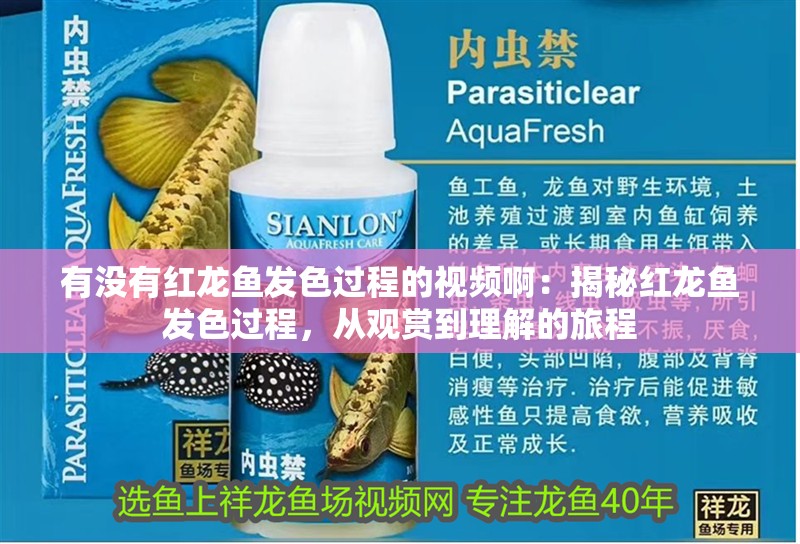 有沒有紅龍魚發色過程的視頻啊：揭秘紅龍魚發色過程，從觀賞到理解的旅程