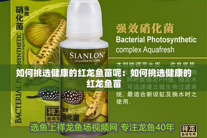 如何挑選健康的紅龍魚苗呢：如何挑選健康的紅龍魚苗