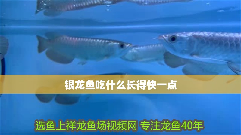 銀龍魚吃什么長得快一點(diǎn)
