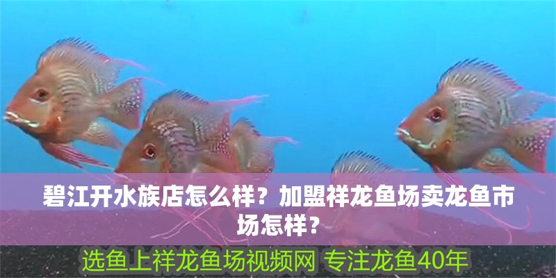 碧江開(kāi)水族店怎么樣？加盟祥龍魚(yú)場(chǎng)賣龍魚(yú)市場(chǎng)怎樣？