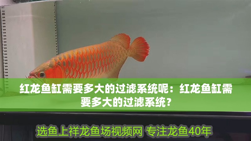 紅龍魚缸需要多大的過濾系統呢：紅龍魚缸需要多大的過濾系統？