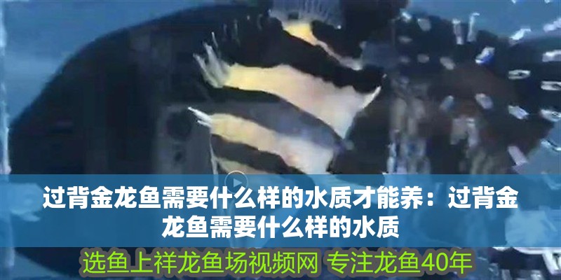 過背金龍魚需要什么樣的水質(zhì)才能養(yǎng)：過背金龍魚需要什么樣的水質(zhì)