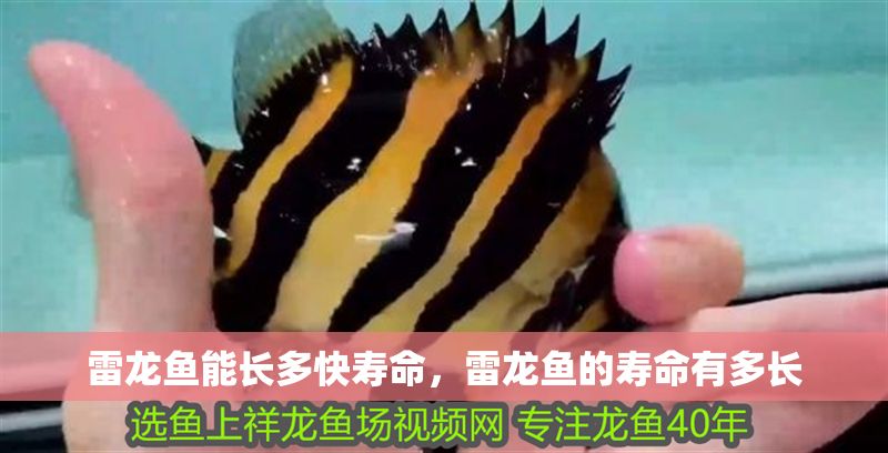 雷龍魚能長多快壽命，雷龍魚的壽命有多長