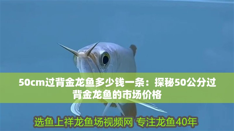 50cm過背金龍魚多少錢一條：探秘50公分過背金龍魚的市場價格
