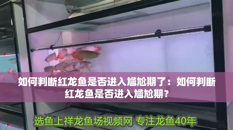 如何判斷紅龍魚是否進(jìn)入尷尬期了：如何判斷紅龍魚是否進(jìn)入尷尬期？