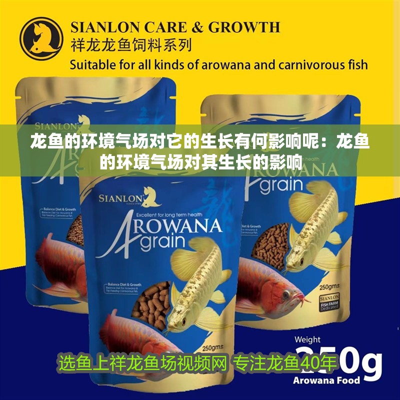 龍魚的環境氣場對它的生長有何影響呢：龍魚的環境氣場對其生長的影響