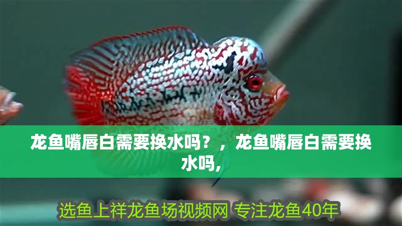 龍魚嘴唇白需要換水嗎？，龍魚嘴唇白需要換水嗎, 龍魚嘴唇白需要換水嗎？，龍魚嘴唇白需要換水嗎, 龍魚百科