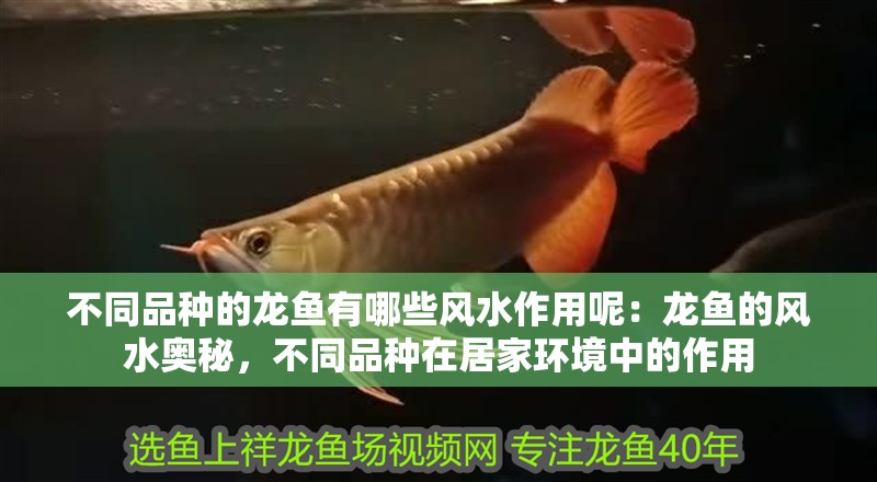 不同品種的龍魚有哪些風水作用呢：龍魚的風水奧秘，不同品種在居家環境中的作用