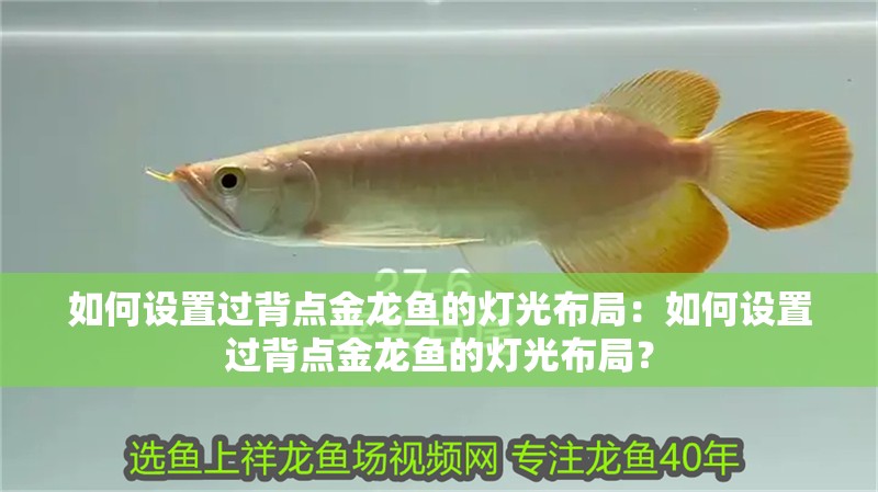 如何設置過背點金龍魚的燈光布局：如何設置過背點金龍魚的燈光布局？