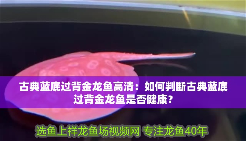 古典藍(lán)底過(guò)背金龍魚(yú)高清：如何判斷古典藍(lán)底過(guò)背金龍魚(yú)是否健康？