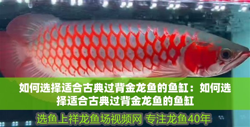 我的虎魚真菌感染了要怎么處理 如何選擇適合古典過背金龍魚的魚缸:如何選擇適合古典過背金龍魚的魚缸 水族問答 如何選擇適合古典過背金龍魚的魚缸:如何選擇適合古典過背金龍魚的魚缸 如何選擇適合古典過背金龍魚的魚缸:如何選擇適合古典過背金龍魚的魚缸 水族問答