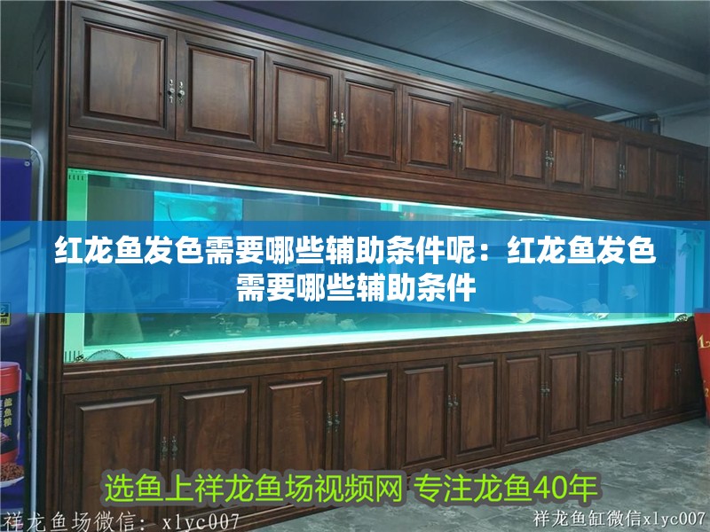 紅龍魚發(fā)色需要哪些輔助條件呢：紅龍魚發(fā)色需要哪些輔助條件