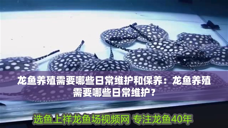 龍魚養殖需要哪些日常維護和保養：龍魚養殖需要哪些日常維護？