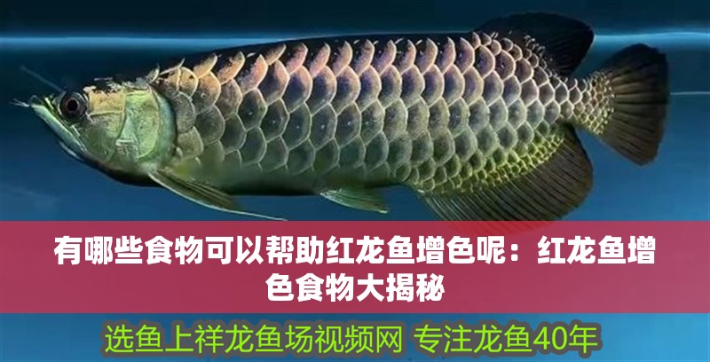 有哪些食物可以幫助紅龍魚增色呢：紅龍魚增色食物大揭秘