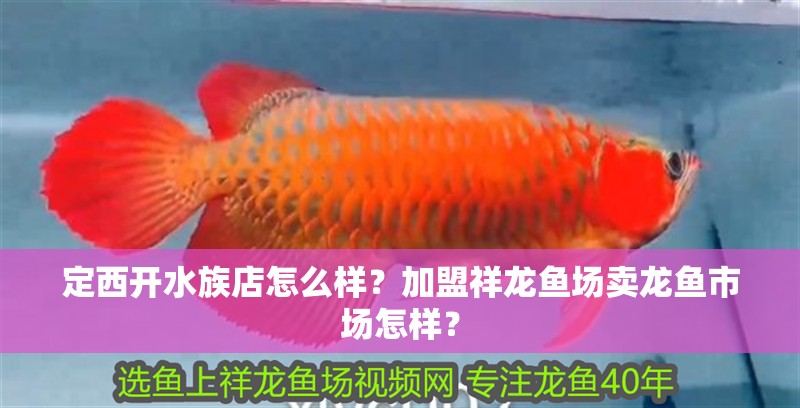 定西開水族店怎么樣？加盟祥龍魚場賣龍魚市場怎樣？