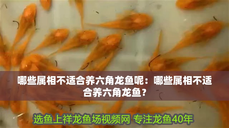 哪些屬相不適合養(yǎng)六角龍魚呢：哪些屬相不適合養(yǎng)六角龍魚？