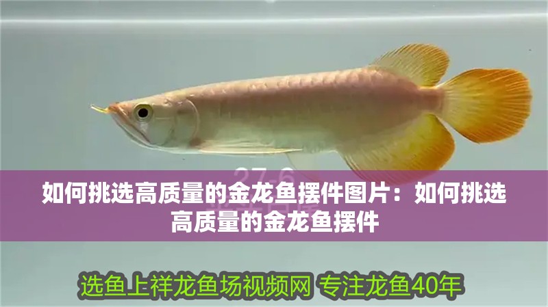 如何挑選高質量的金龍魚擺件圖片：如何挑選高質量的金龍魚擺件