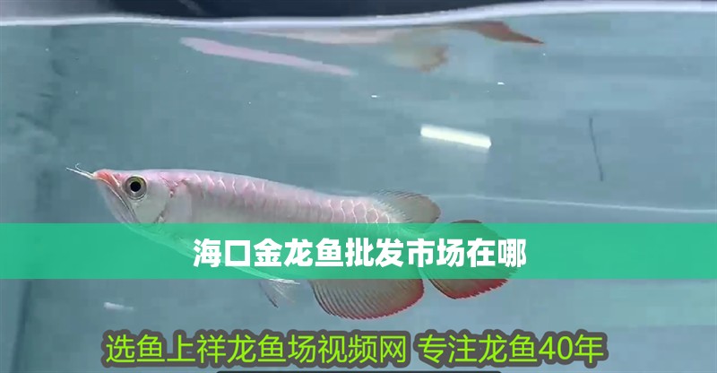 海口金龍魚批發(fā)市場在哪