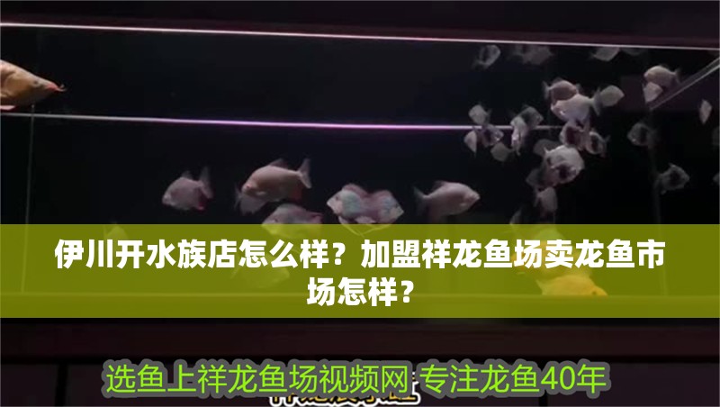 伊川開水族店怎么樣？加盟祥龍魚場賣龍魚市場怎樣？