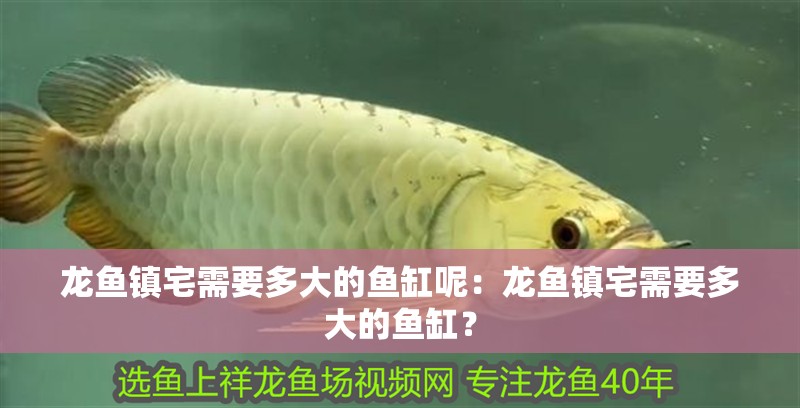 龍魚鎮(zhèn)宅需要多大的魚缸呢：龍魚鎮(zhèn)宅需要多大的魚缸？