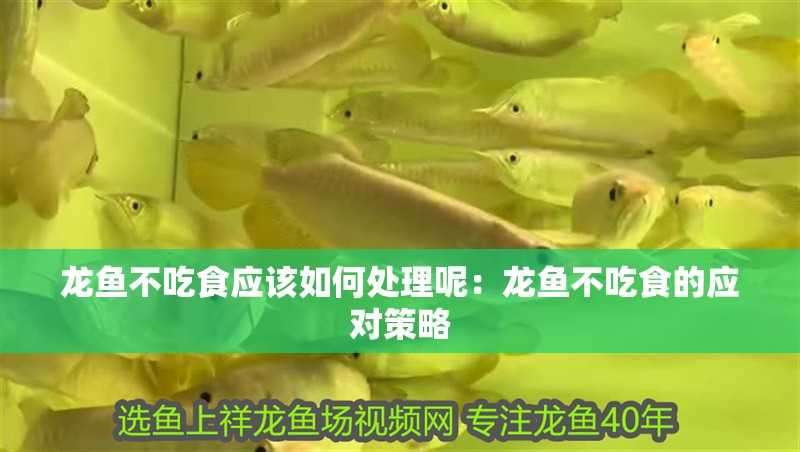 龍魚不吃食應該如何處理呢：龍魚不吃食的應對策略