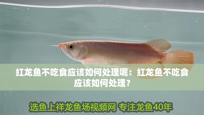 紅龍魚不吃食應該如何處理呢：紅龍魚不吃食應該如何處理？