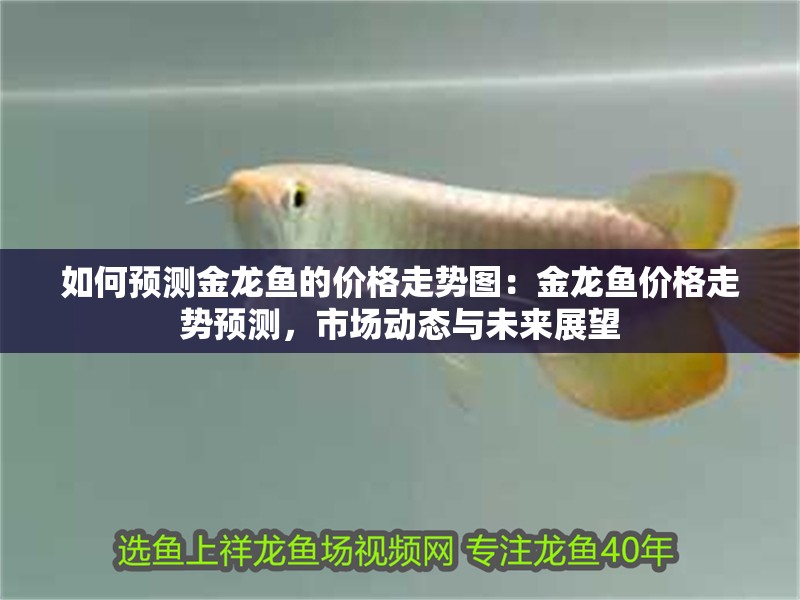 如何預(yù)測金龍魚的價格走勢圖：金龍魚價格走勢預(yù)測，市場動態(tài)與未來展望
