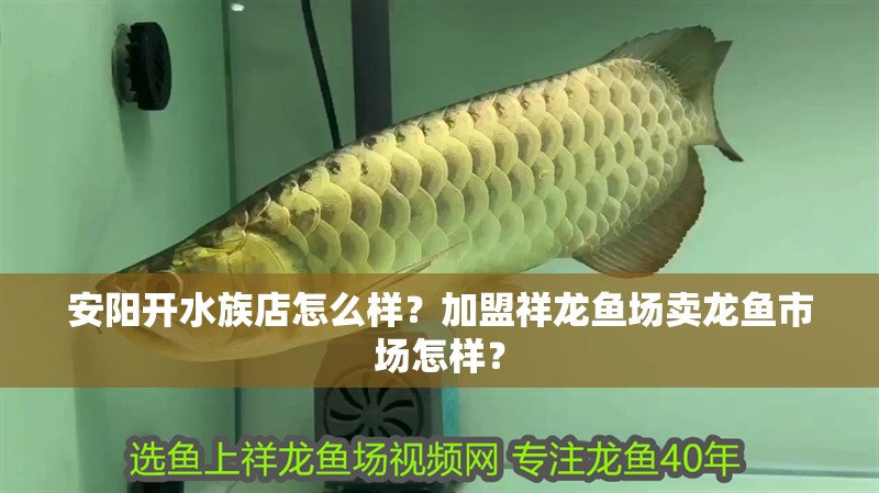 安陽開水族店怎么樣？加盟祥龍魚場賣龍魚市場怎樣？