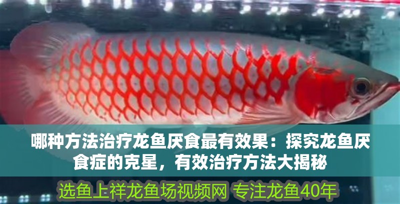哪種方法治療龍魚厭食最有效果：探究龍魚厭食癥的克星，有效治療方法大揭秘