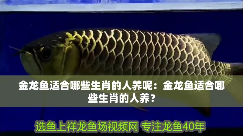 金龍魚適合哪些生肖的人養呢：金龍魚適合哪些生肖的人養？