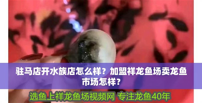 魚缸過濾器選購指南:自制魚缸過濾器魚缸上置過濾器對于養(yǎng)魚愛好者的必備知識 駐馬店開水族店怎么樣?加盟祥龍魚場賣龍魚市場怎樣? 水族館百科(水族館加盟) 駐馬店開水族店怎么樣?加盟祥龍魚場賣龍魚市場怎樣? 駐馬店開水族店怎么樣?加盟祥龍魚場賣龍魚市場怎樣? 水族館百科(水族館加盟)