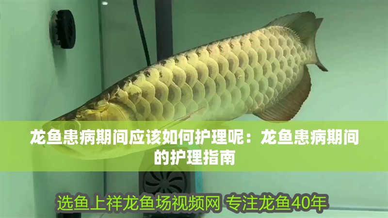 龍魚患病期間應該如何護理呢：龍魚患病期間的護理指南