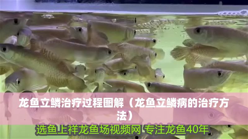 龍魚立鱗治療過程圖解（龍魚立鱗病的治療方法） 龍魚立鱗治療過程圖解（龍魚立鱗病的治療方法） 龍魚百科 第2張
