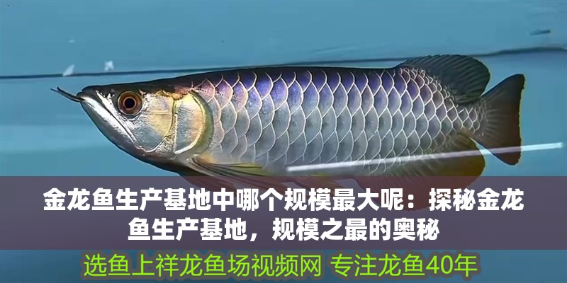 金龍魚生產基地中哪個規模最大呢：探秘金龍魚生產基地，規模之最的奧秘