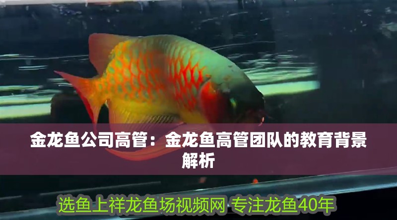 金龍魚公司高管：金龍魚高管團隊的教育背景解析