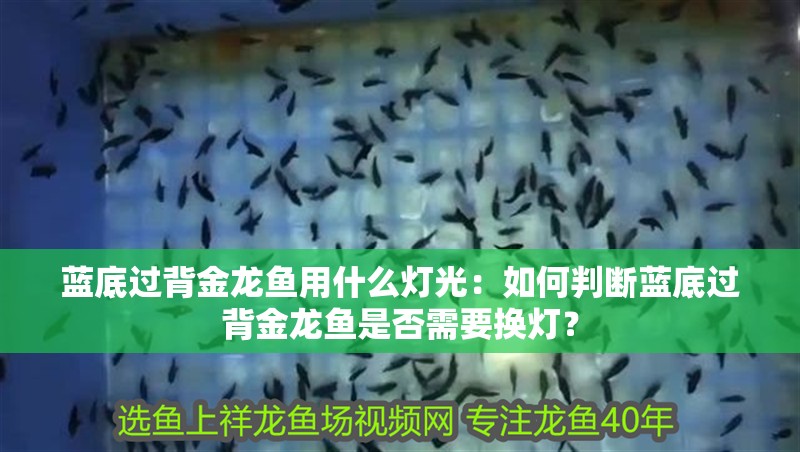 藍底過背金龍魚用什么燈光：如何判斷藍底過背金龍魚是否需要換燈？