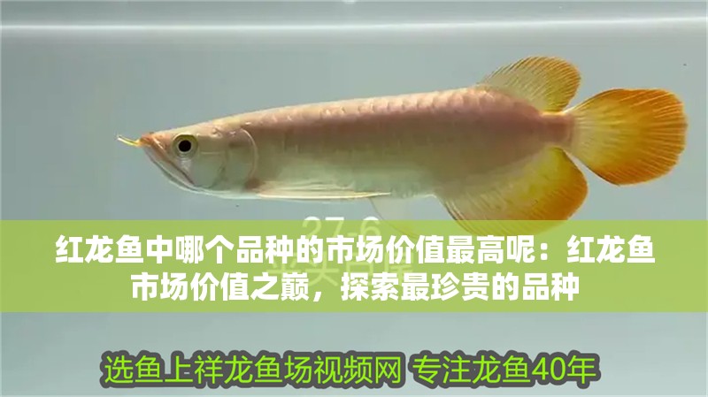 紅龍魚中哪個品種的市場價值最高呢：紅龍魚市場價值之巔，探索最珍貴的品種