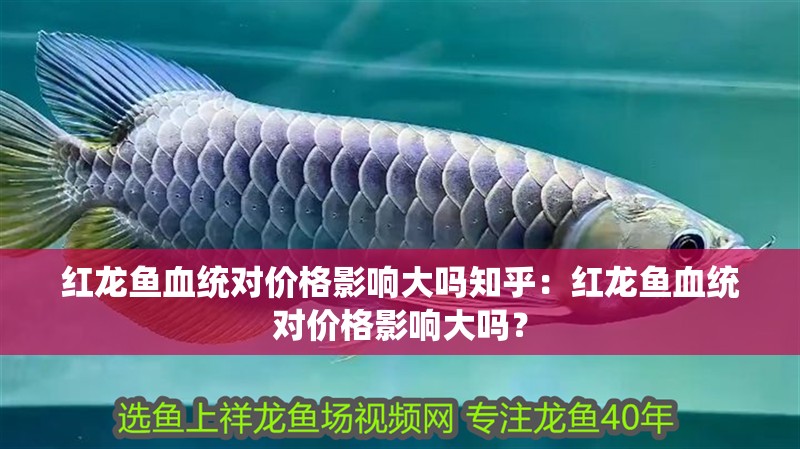 紅龍魚血統對價格影響大嗎知乎：紅龍魚血統對價格影響大嗎？