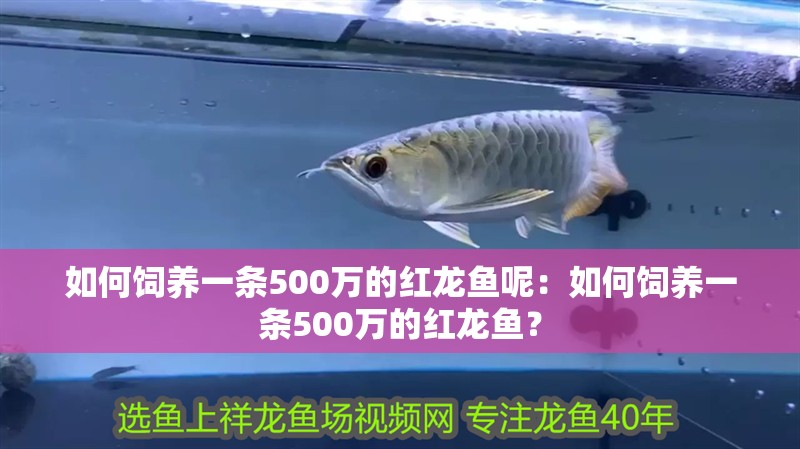 如何飼養一條500萬的紅龍魚呢：如何飼養一條500萬的紅龍魚？