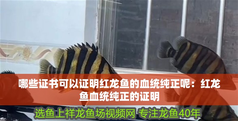 哪些證書可以證明紅龍魚的血統純正呢：紅龍魚血統純正的證明